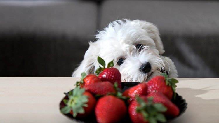 The Berry Good Question: Can Dogs Eat Strawberries?